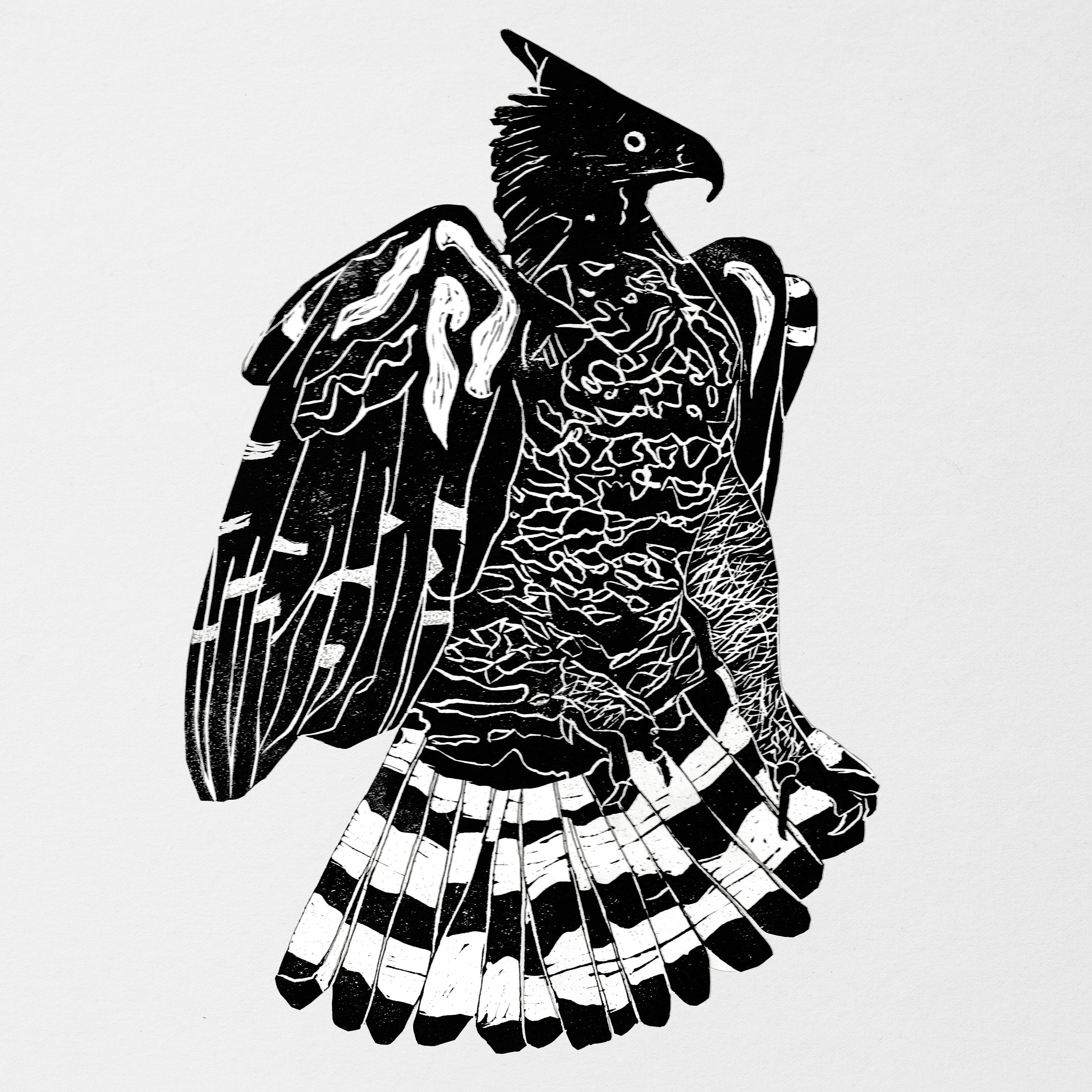 Crowned Eagle